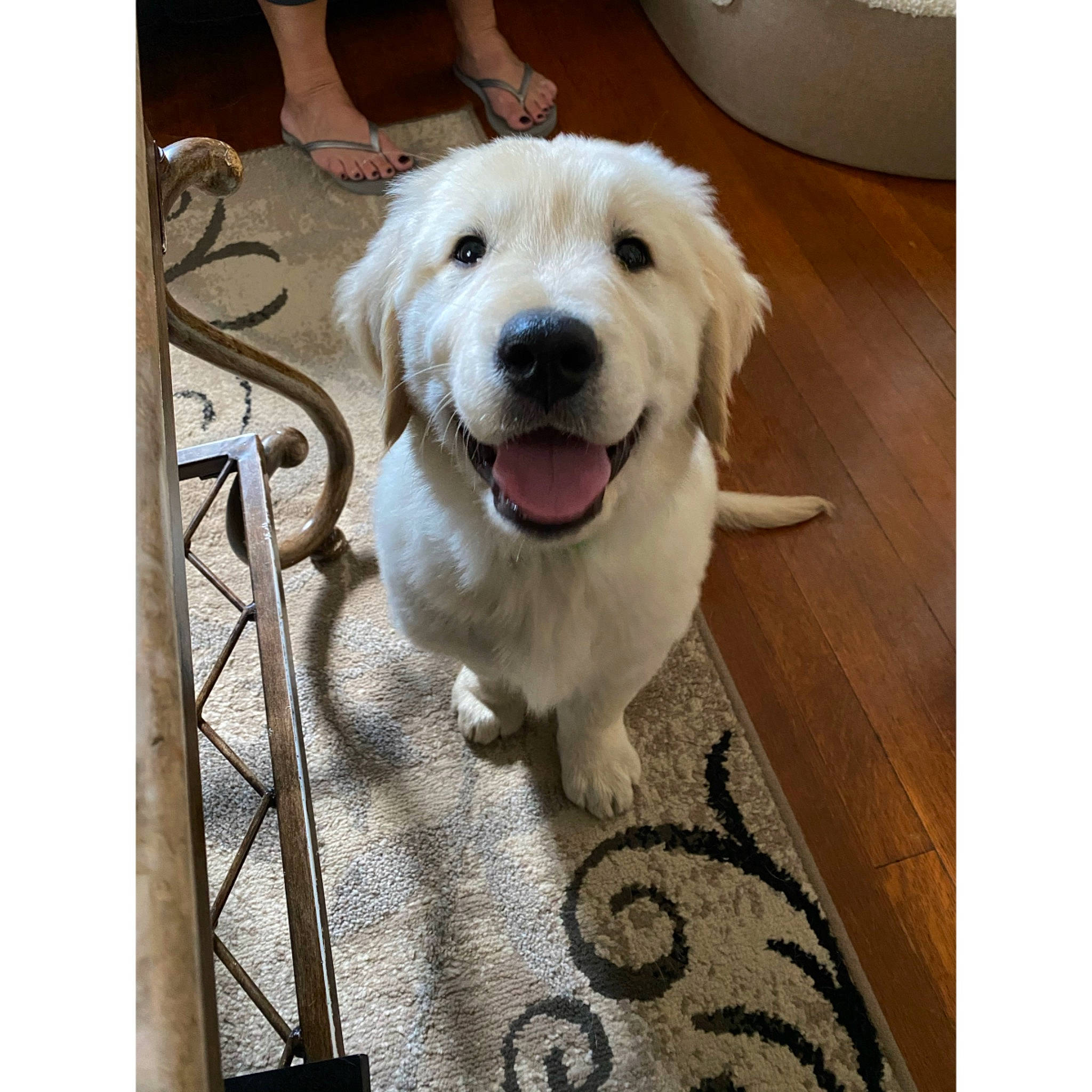 Tucker is registered to the contest to win money with this photo: akbash_dog, canidae, carnivore, companion_dog, dog, dog_breed, golden_retriever, goldendoodle, great_pyrenees, kuvasz, labradoodle, labrador_retriever, mammal, maremma_sheepdog, polish_tatra_sheepdog, puppy, rare_breed_dog, retriever, sporting_group, vertebrate