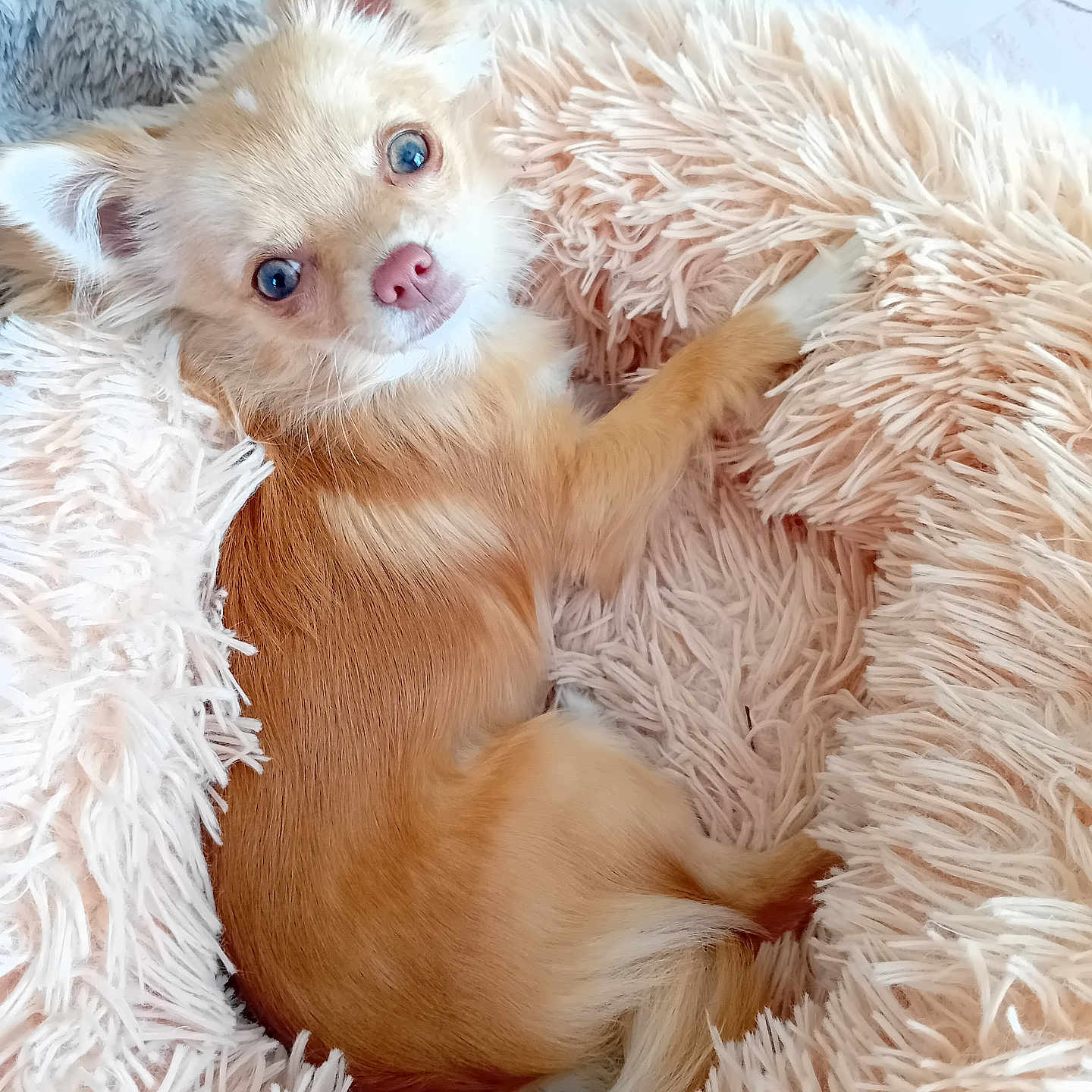 Vienna a rejoint le concours — aidez-le/la à gagner de superbes lots ! animal, bed, canine, companion, cozy, cute, dog, ears, fluffy, fur, indoor, light_brown, looking_up, pet, pink_nose, relaxed, resting, shaggy, small_dog, soft