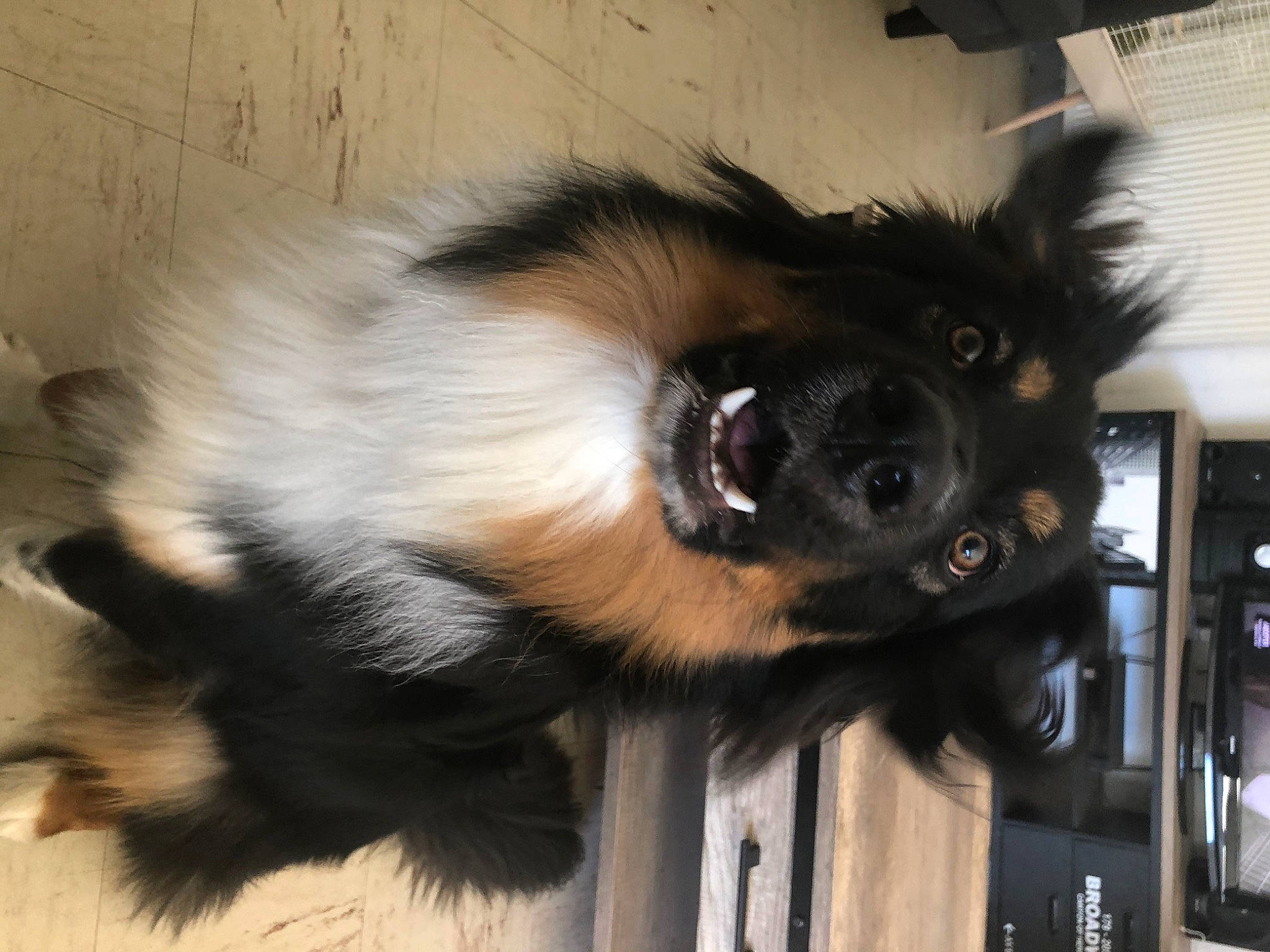 Pato a rejoint le concours — aidez-le/la à gagner de superbes lots ! canidae, carnivore, companion_dog, dog, dog_breed, fawn, fur, mammal, pomeranian, sporting_group