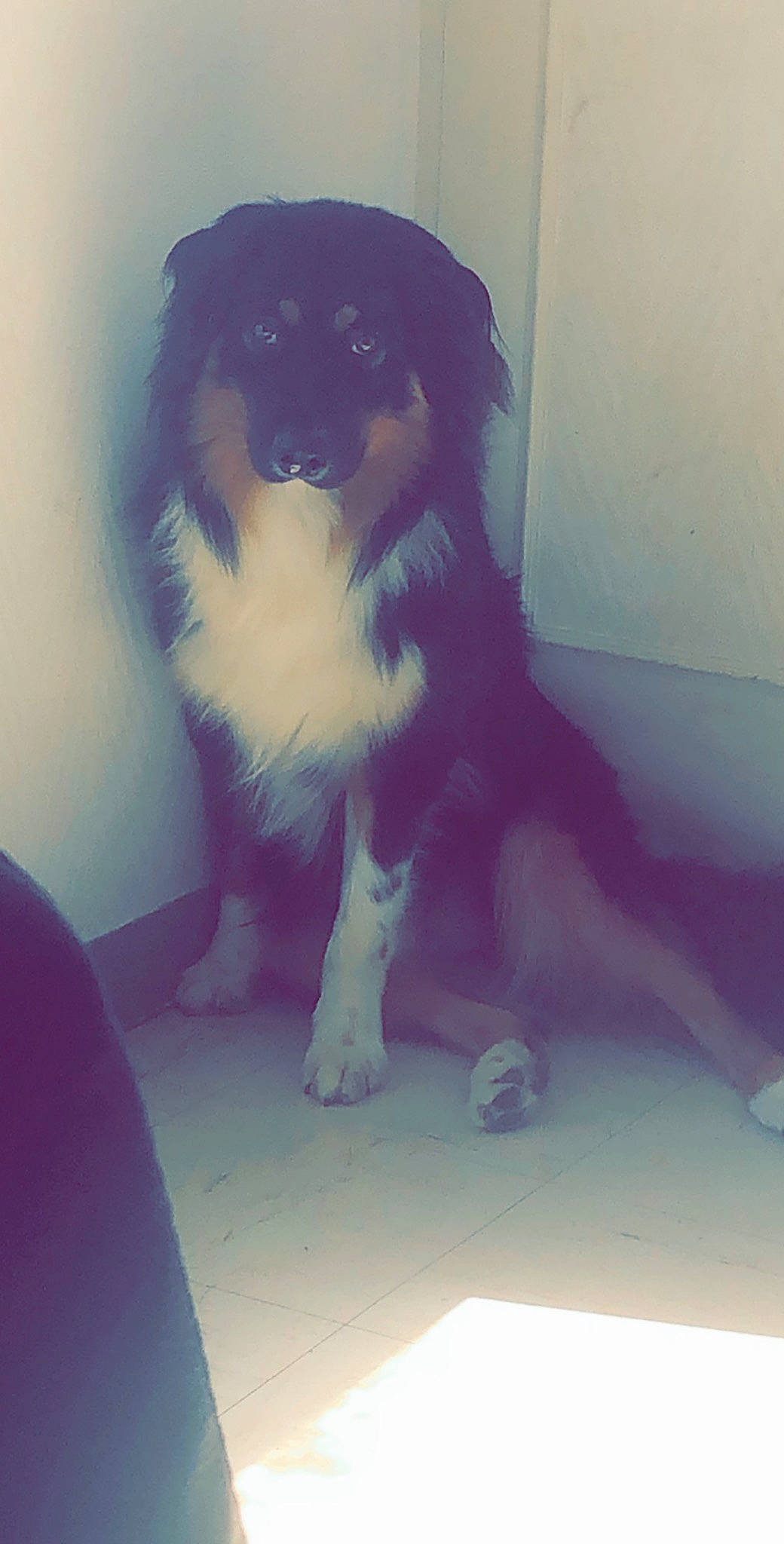 Pato participe au concours pour gagner de l'argent avec cette photo : australian_shepherd, border_collie, canidae, carnivore, companion_dog, dog, dog_breed, mammal, snout, sporting_group, vertebrate