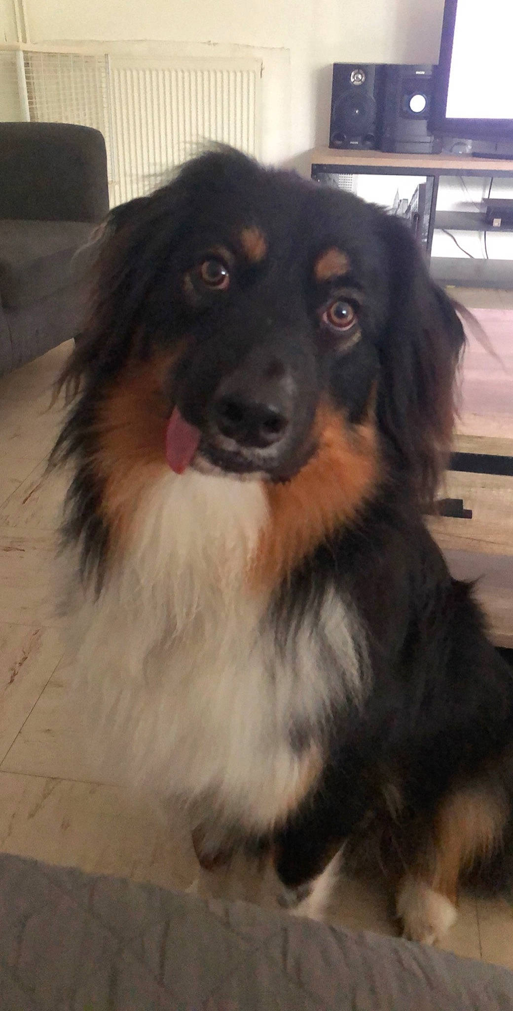 Pato a rejoint le concours — aidez-le/la à gagner de superbes lots ! australian_shepherd, canidae, carnivore, companion_dog, dog, dog_breed, english_shepherd, guard_dog, herding_dog, hovawart, mammal, miniature_australian_shepherd, rare_breed_dog, small_greek_domestic_dog, snout, sporting_group, vertebrate, working_dog