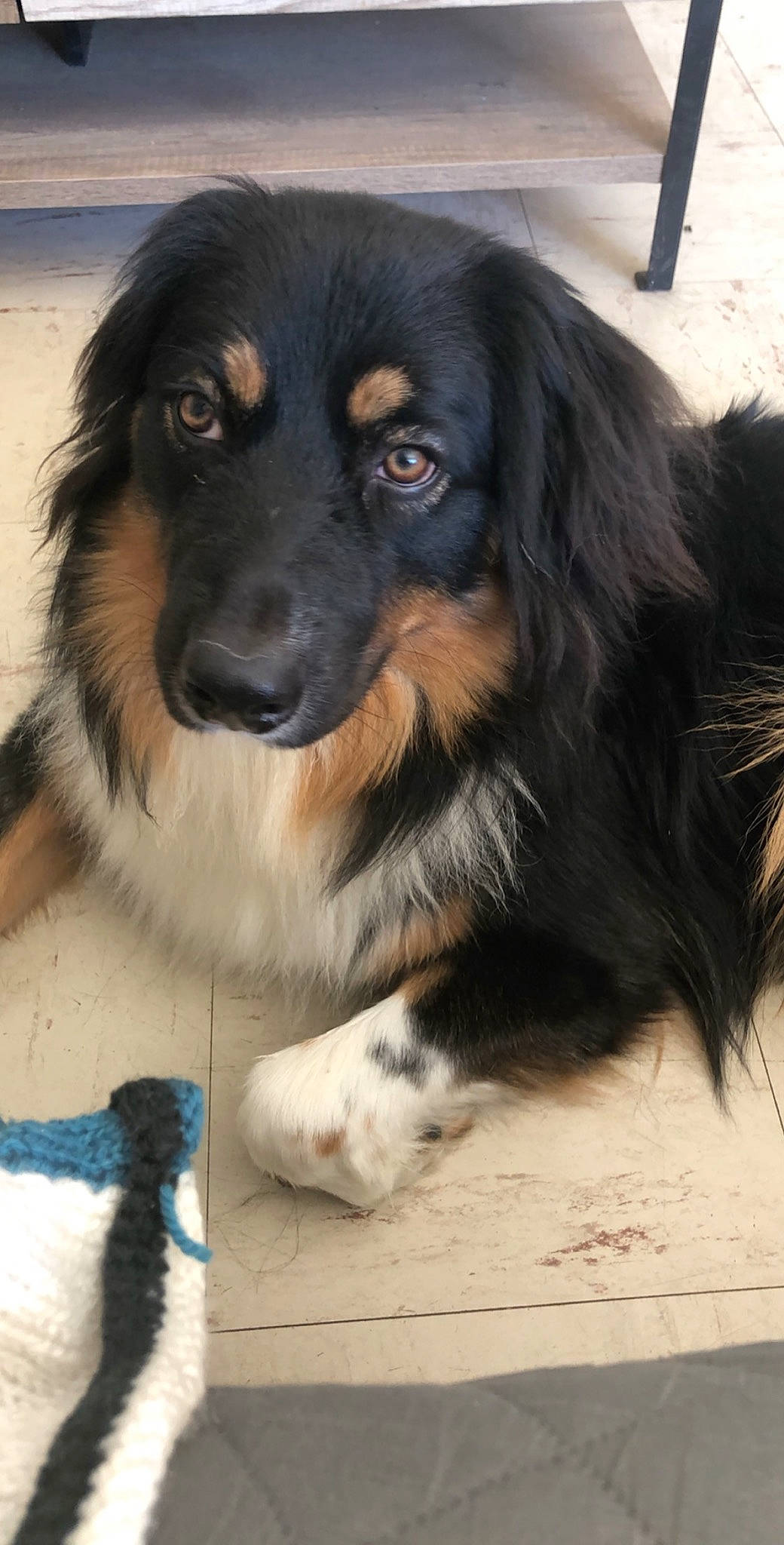 Pato participe au concours pour gagner de l'argent avec cette photo : australian_shepherd, canidae, carnivore, companion_dog, dog, dog_breed, english_shepherd, hovawart, mammal, rare_breed_dog, small_greek_domestic_dog, snout, sporting_group, vertebrate, working_dog