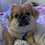 Juni joined the competition — help win amazing prizes! adorable, bed, bedroom, blanket, blurry, close_up, collar, cute, dog, eyes, fur, indoor, nose, paws, pet, portrait, small_dog, snout, tag, whiskers