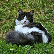 Oreo a rejoint le concours — aidez-le/la à gagner de superbes lots ! cat, animal, outdoor, grass, fluffy, black_and_white, pet, nature, fur, tail, relaxed, mammal, eyes, whiskers, greenery, wildlife, cute, domestic_cat, sitting, closeup