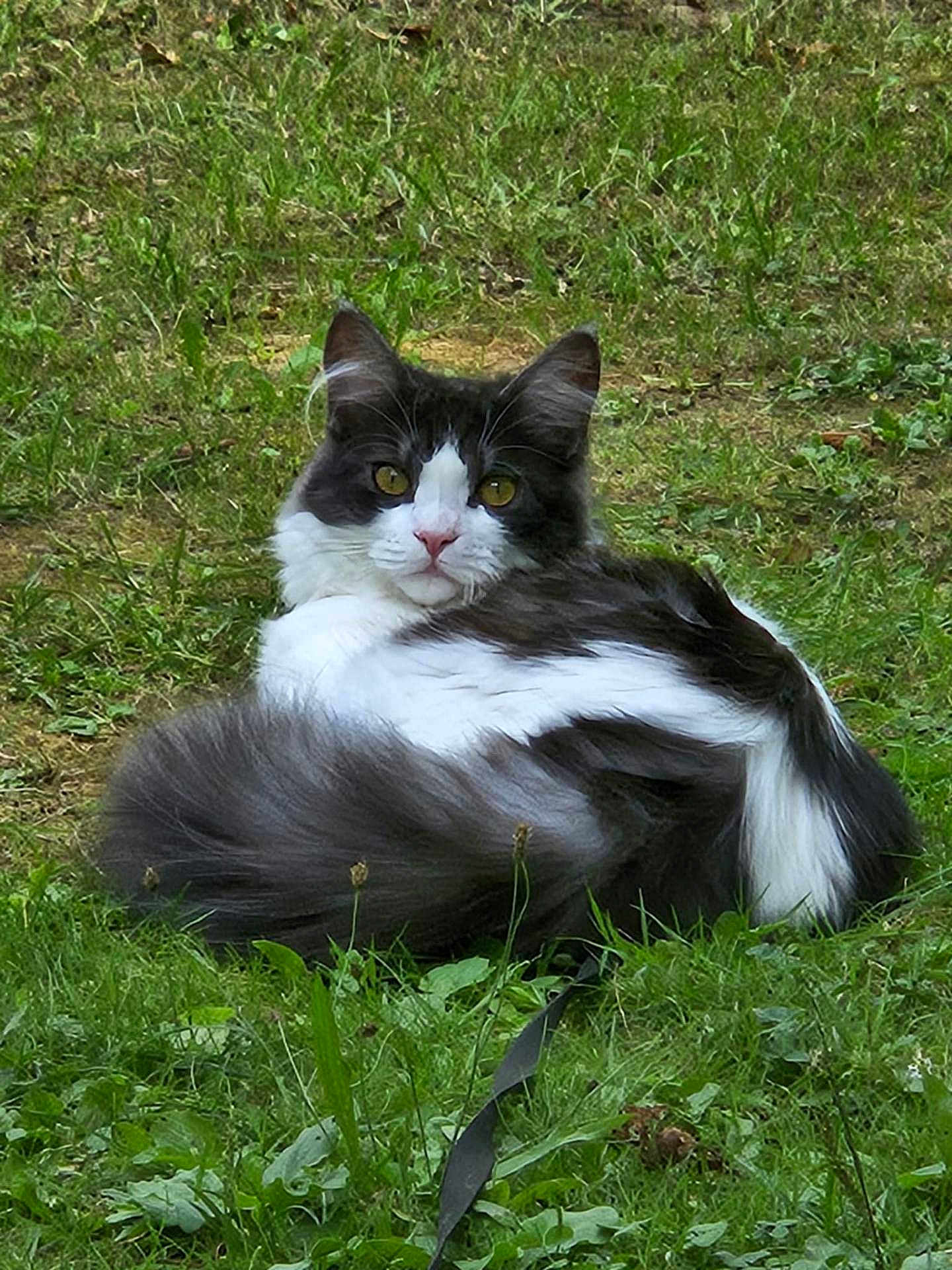 Oreo