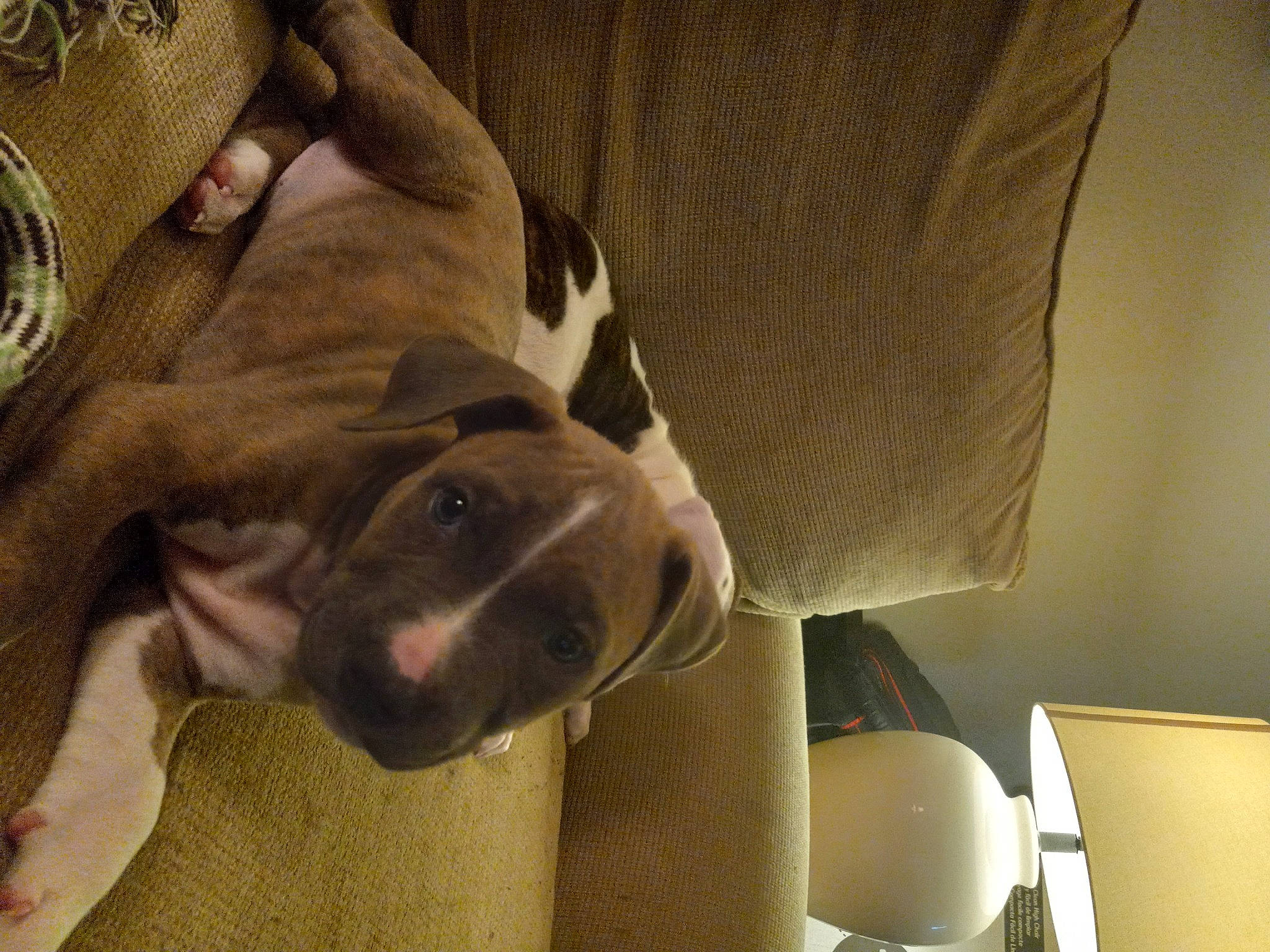 Puppup Pudie joined the competition — help win amazing prizes! canidae, carnivore, chair, comfort, companion_dog, couch, dog, dog_breed, fawn, fur, guard_dog, hardwood, linens, non_sporting_group, pet_supply, snout, sporting_group, terrestrial_animal, whiskers, working_animal