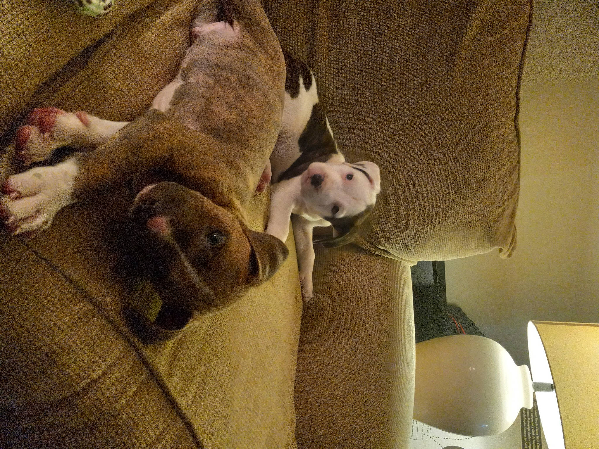 Puppup Pudie joined the competition — help win amazing prizes! carnivore, comfort, companion_dog, couch, dog, dog_breed, dog_supply, fawn, felidae, fur, grey, hardwood, linens, living_room, room, snout, sporting_group, tail, wood, working_animal