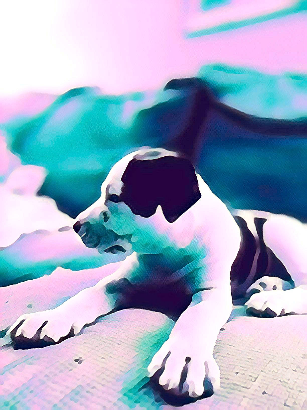 Puppup Pudie joined the competition — help win amazing prizes! art, canidae, carnivore, companion_dog, dog, dog_breed, fawn, flash_photography, grass, happy, human_leg, knee, leisure, paw, people_in_nature, pink, sitting, snout, sporting_group, tail