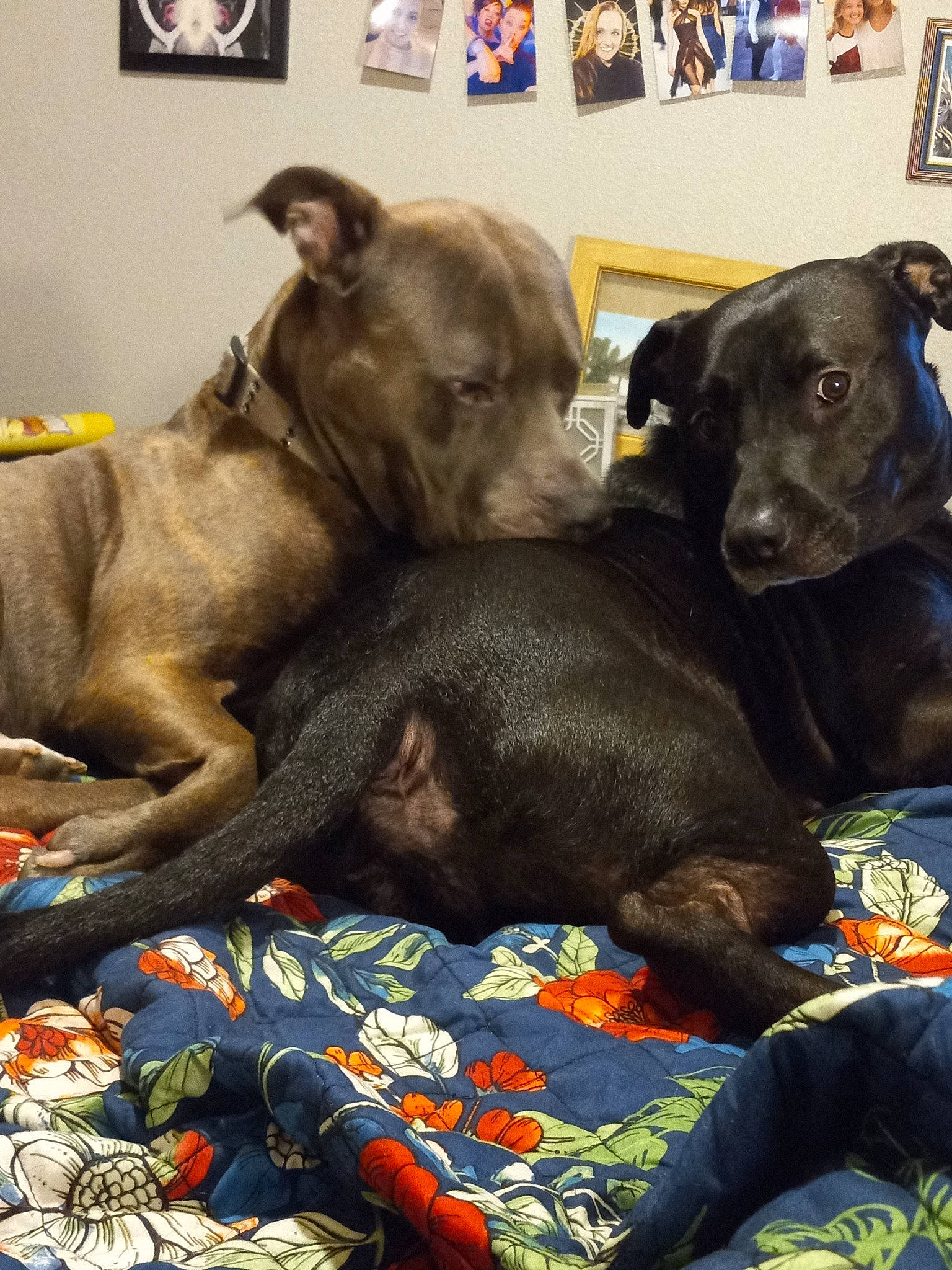 Region joined the competition — help win amazing prizes! borador, canidae, carnivore, collar, comfort, companion_dog, dog, dog_breed, dog_collar, dog_supply, fawn, grey, guard_dog, gun_dog, liver, picture_frame, snout, sporting_group, whiskers, working_animal