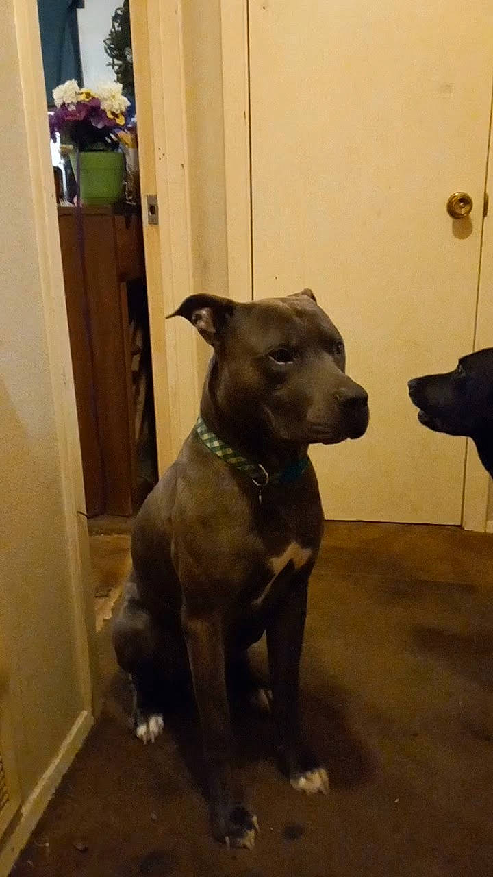 Region is registered to the contest to win money with this photo: borador, carnivore, companion_dog, dog, dog_breed, door, fawn, flooring, fur, guard_dog, liver, pet_supply, snout, sporting_group, tail, terrestrial_animal, toy_dog, whiskers, wood, working_animal