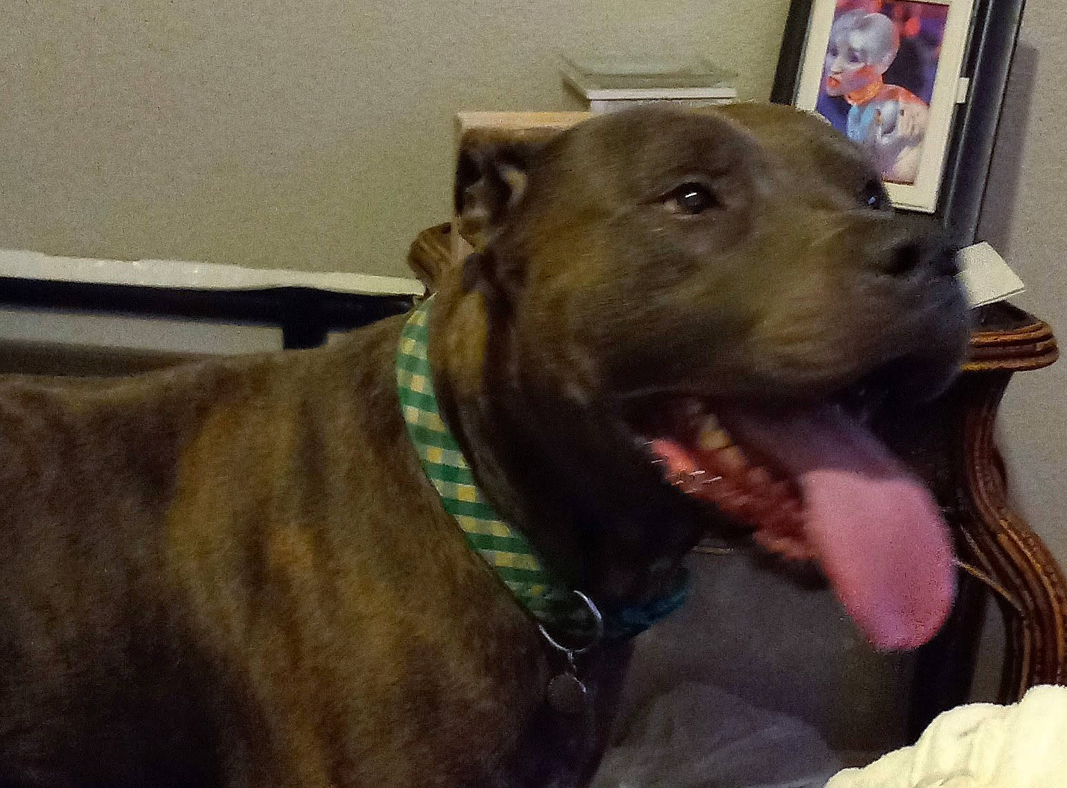 Region is registered to the contest to win money with this photo: canidae, carnivore, collar, companion_dog, dog, dog_breed, dog_collar, fang, fashion_accessory, fawn, fur, jaw, liver, metal, pet_supply, selfie, snout, sporting_group, whiskers, working_animal