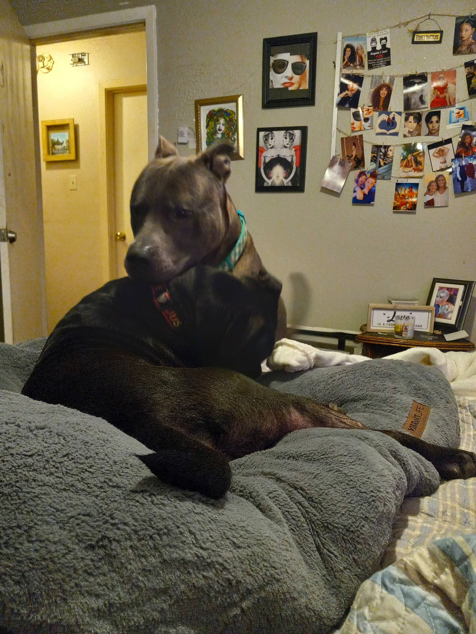 Region is registered to the contest to win money with this photo: art, carnivore, comfort, companion_dog, couch, dog, dog_breed, door, fawn, flooring, fur, grey, linens, living_room, picture_frame, room, sitting, sporting_group, wood, working_animal