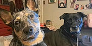 Blue is registered to the contest to win money with this photo: animal, black_dog, brown_dog, canine, collar, companion, dog, ears, expression, face, fur, furniture, head_tilt, home, indoor, pet, portrait, room, smile, wall_art