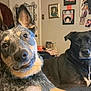 animal, black_dog, brown_dog, canine, collar, companion, dog, ears, expression, face, fur, furniture, head_tilt, home, indoor, pet, portrait, room, smile, wall_art