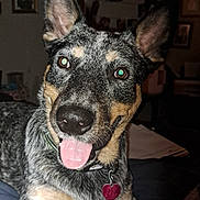 Blue joined the competition — help win amazing prizes! animal, background, black, brown, closeup, collar, cute, dog, ears, face, furry, happy, home, indoor, pet, portrait, speckled_coat, tag, tan, tongue_out