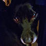 animal, black_dog, blurry, canine, close_up, companion, cute, dark, dim_lighting, dog, eyes, face, fur, indoors, looking, low_light, muzzle, pet, portrait, shadow