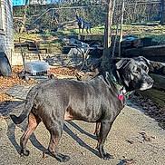 Isaiah joined the competition — help win amazing prizes! animal, background_dog, black_dog, collar, concrete, daylight, dog, fence, garden, grass, leaves, metal, outdoor, patio, pet, shadow, sunlight, tree, wood, yard