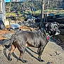 animal, background_dog, black_dog, collar, concrete, daylight, dog, fence, garden, grass, leaves, metal, outdoor, patio, pet, shadow, sunlight, tree, wood, yard