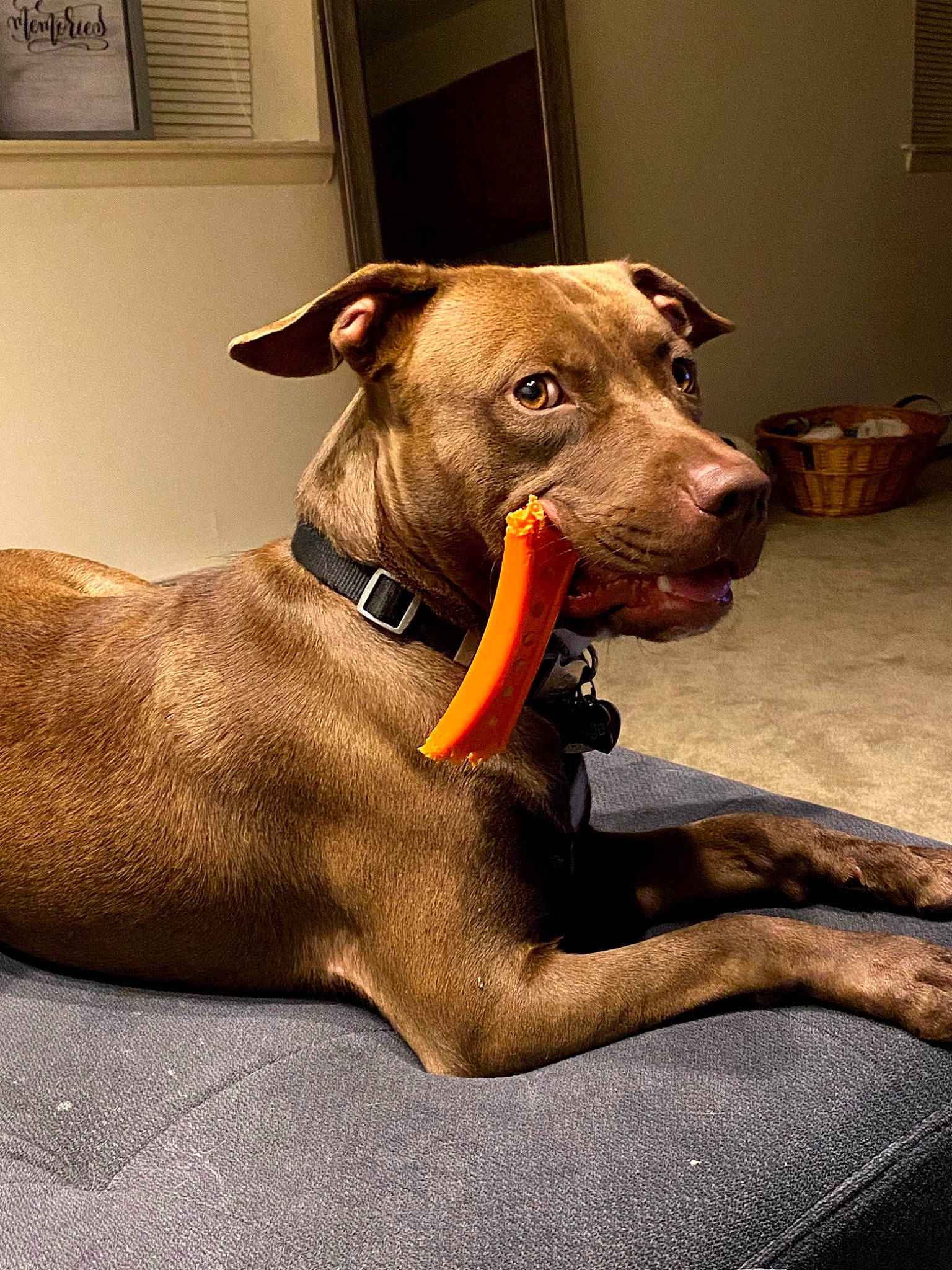 Courage is registered to the contest to win money with this photo: american_pit_bull_terrier, blue_lacy, canidae, carnivore, collar, dog, dog_breed, dog_collar, ear, fawn, mammal, non_sporting_group, pit_bull, snout, sporting_group, tail, vertebrate, weimaraner