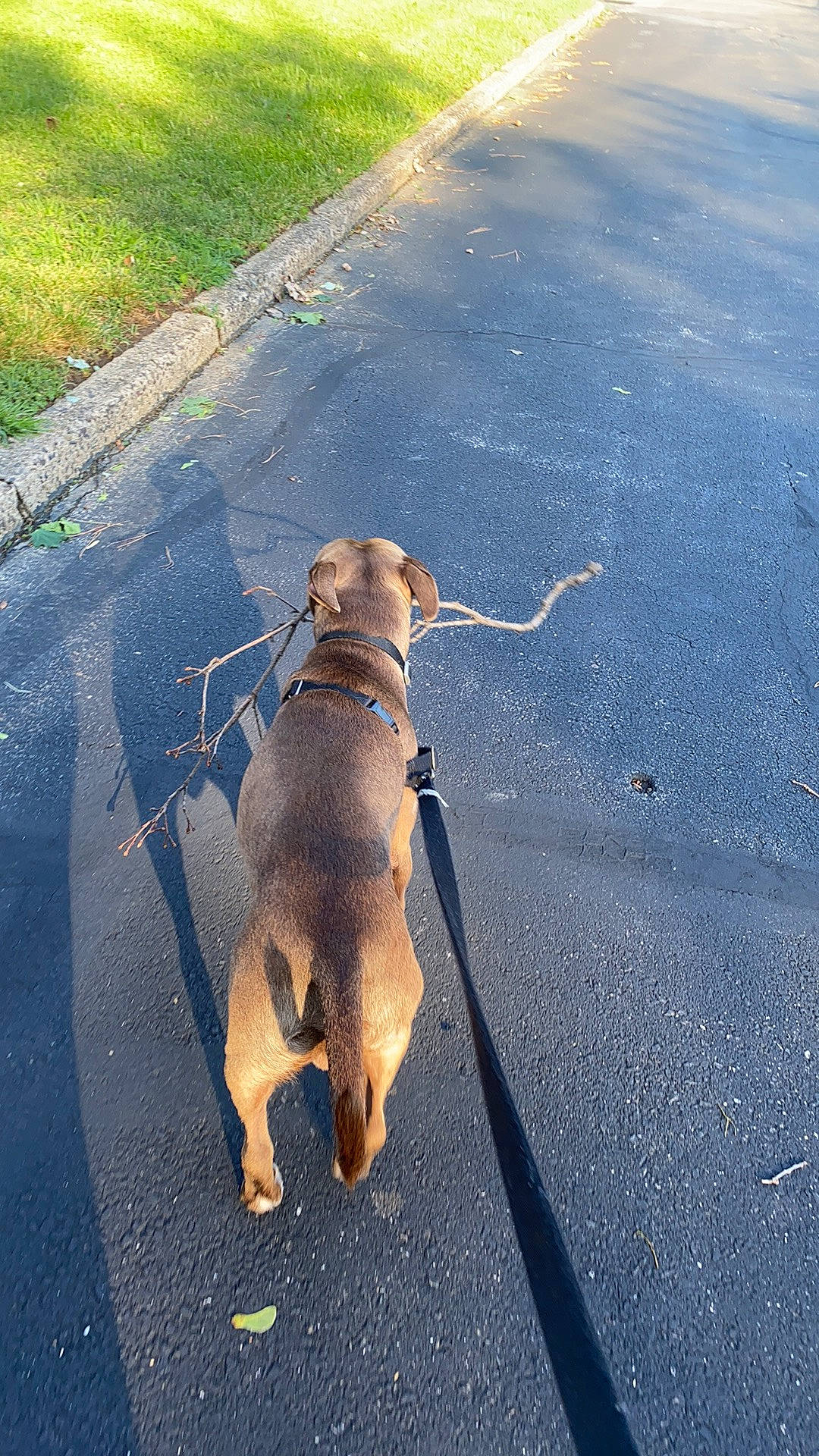 Courage is registered to the contest to win money with this photo: asphalt, canidae, carnivore, curb, dog, dog_breed, dog_walking, fawn, leash, road, road_surface, shadow, sidewalk, snout, sporting_group, tail