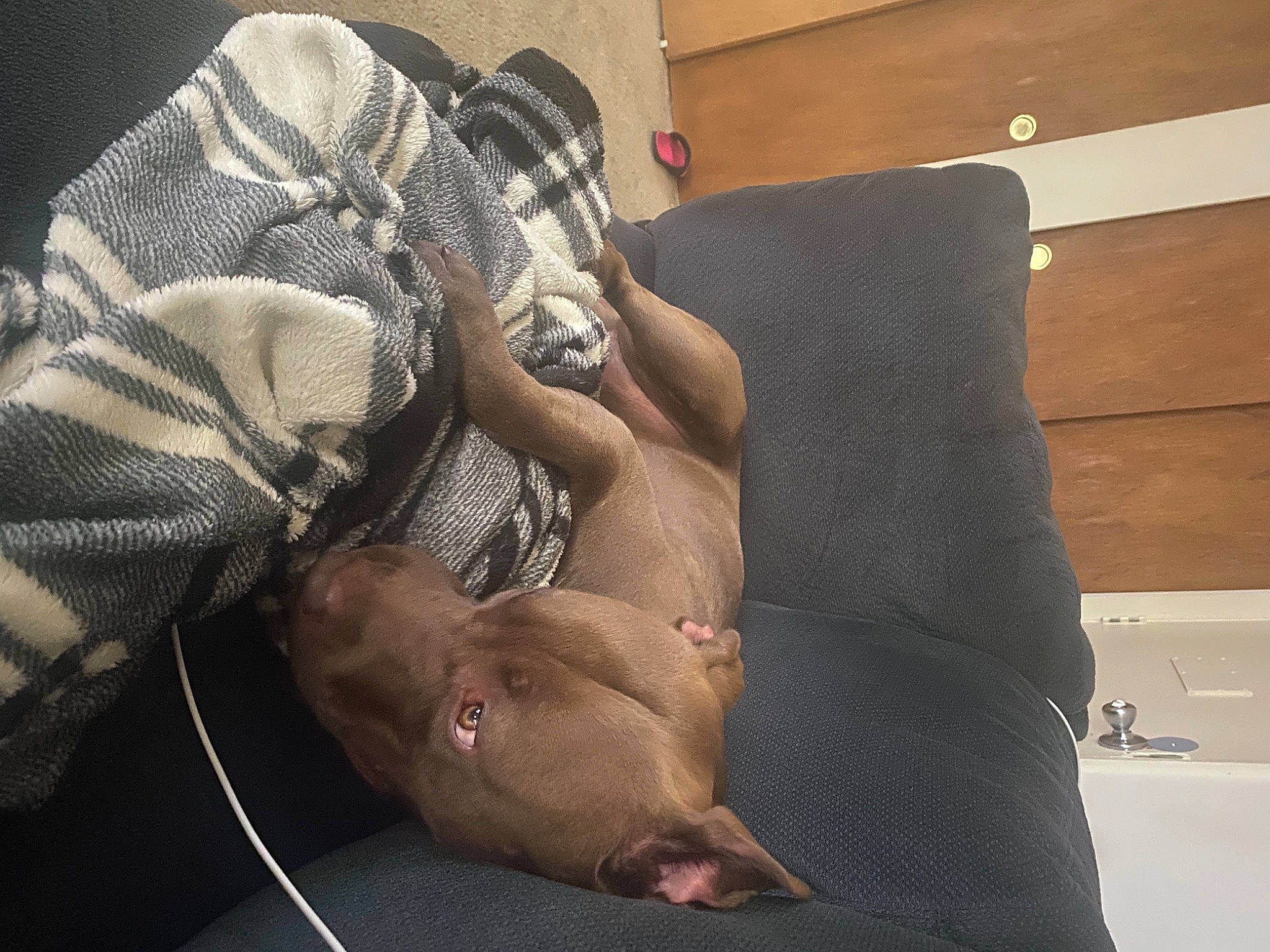 Courage is registered to the contest to win money with this photo: american_pit_bull_terrier, canidae, carnivore, companion_dog, dog, dog_breed, fawn, italian_greyhound, non_sporting_group, pointing_breed, snout, sporting_group, weimaraner