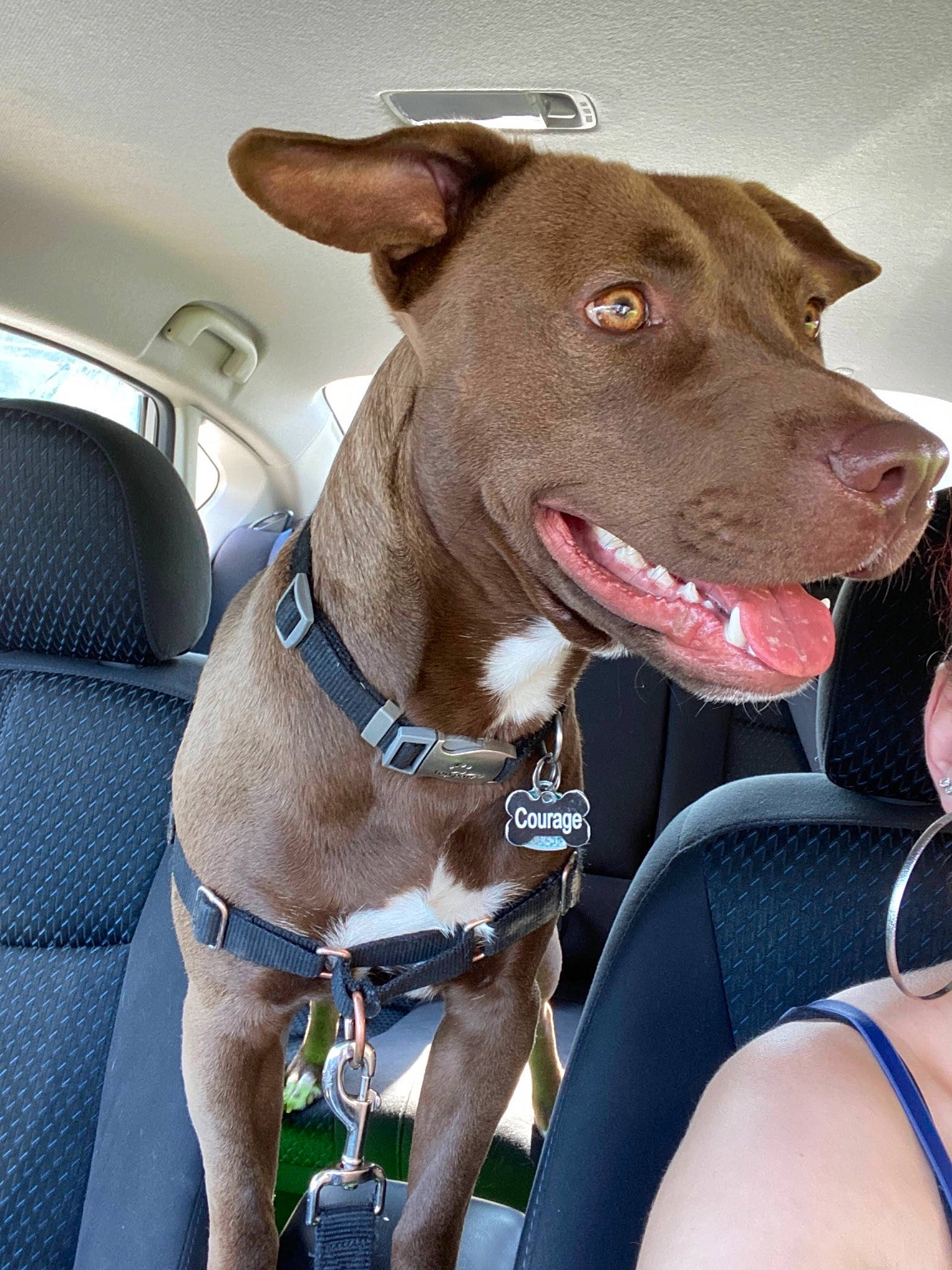 Courage joined the competition — help win amazing prizes! adventure, american_pit_bull_terrier, american_staffordshire_terrier, bandog, canidae, carnivore, dog, dog_breed, dog_collar, fawn, mammal, non_sporting_group, pit_bull, rare_breed_dog, snout, sporting_group, staffordshire_bull_terrier, terrier, vehicle, vertebrate