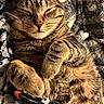 cat, tabby, sleeping, closed_eyes, pet, feline, whiskers, ears, paws, fur, striped_fur, brown, orange, black, cozy, blanket, indoors, close_up, relaxed, portrait