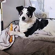 Bandit a rejoint le concours — aidez-le/la à gagner de superbes lots ! dog, black_and_white, pet, bed, blanket, toy, chew_toy, indoor, furniture, cozy, relaxed, animal, canine, fur, resting, looking, home, comfort, paw, curious