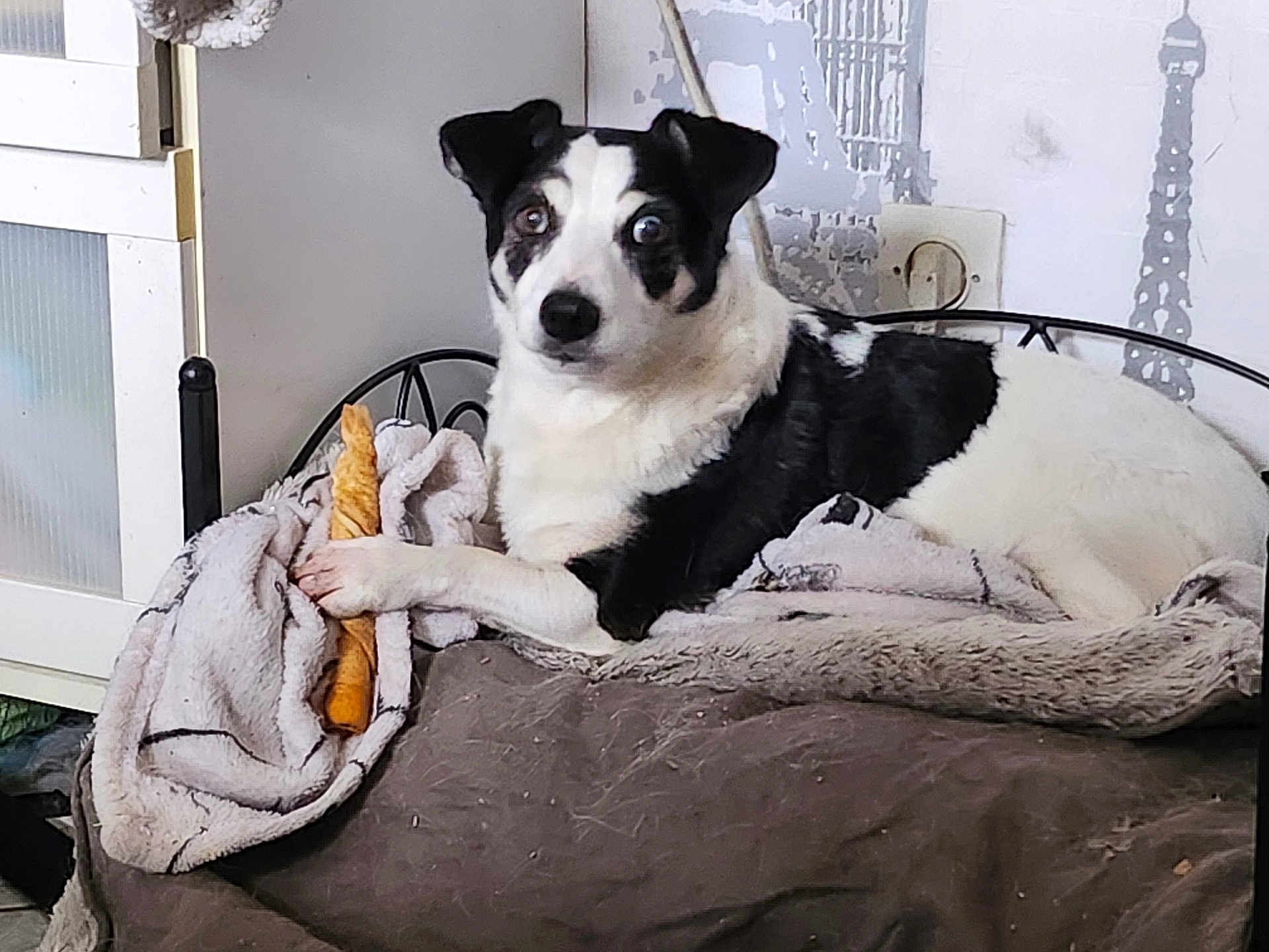 Bandit a rejoint le concours — aidez-le/la à gagner de superbes lots ! dog, black_and_white, pet, bed, blanket, toy, chew_toy, indoor, furniture, cozy, relaxed, animal, canine, fur, resting, looking, home, comfort, paw, curious