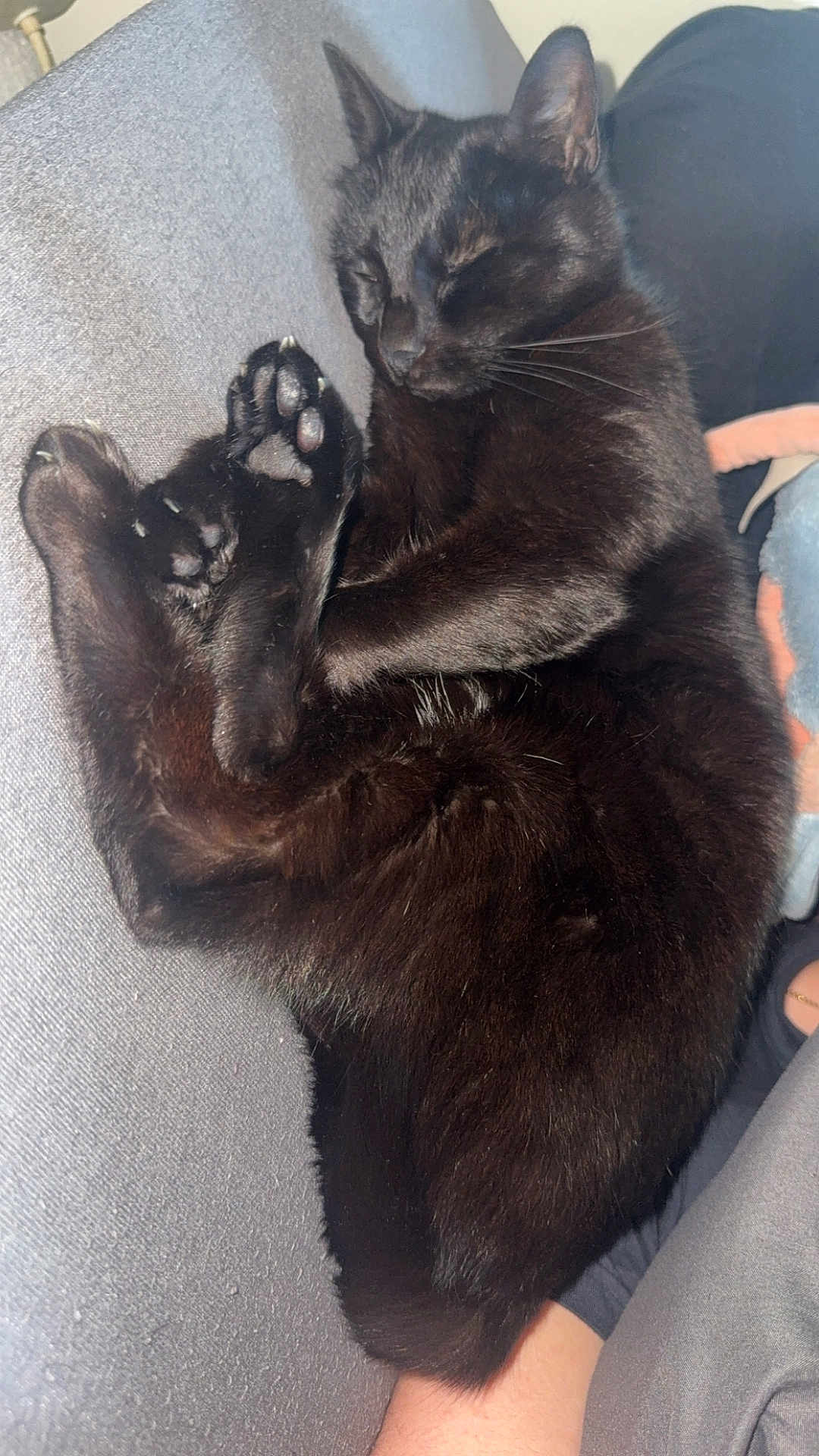 Bella