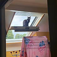 Bella participe au concours pour gagner de l'argent avec cette photo : animal, black_cat, cartoon_dog_pattern, cat, chair, curious, curtain, daylight, feline, furniture, home_interior, indoor, looking, nature_outside, perched, pink_cloth, playful, skylight, trees, window