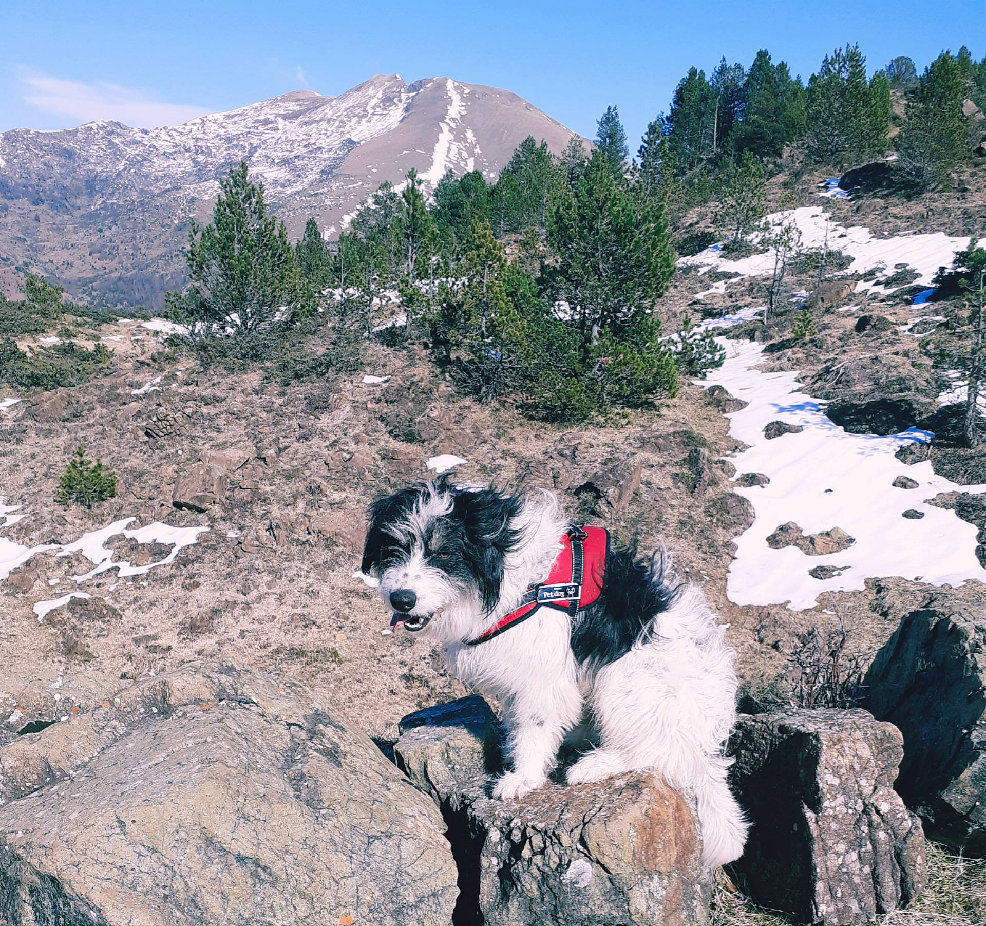 Rambo participe au concours pour gagner de l'argent avec cette photo : adventure, canidae, dog_hiking, geological_phenomenon, hiking, mountain, mountain_range, mountainous_landforms, recreation, ridge, rock, walking