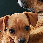 Brandy is registered to the contest to win money with this photo: dog, puppy, adult_dog, close_up, portrait, brown_fur, cute, nose, whiskers, eyes, ears, snout, companions, pet, indoor, cuddling, fur_texture, looking_at_camera, animal, family