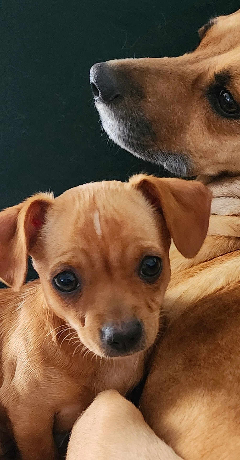 Brandy is registered to the contest to win money with this photo: dog, puppy, adult_dog, close_up, portrait, brown_fur, cute, nose, whiskers, eyes, ears, snout, companions, pet, indoor, cuddling, fur_texture, looking_at_camera, animal, family