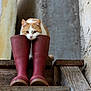 animal, boots, cat, closeup, curious_cat, cute, domestic_animal, feline, footwear, indoor, orange_and_white_cat, pet, quiet, red_boots, resting, rustic, still_life, texture, wall, wooden_step