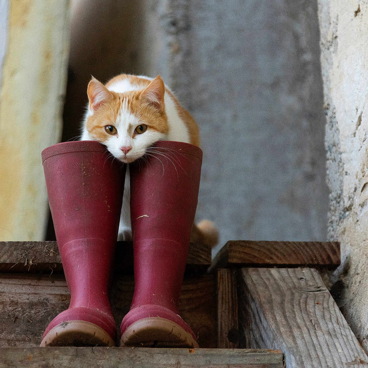 Prairie participe au concours pour gagner de l'argent avec cette photo : animal, boots, cat, closeup, curious_cat, cute, domestic_animal, feline, footwear, indoor, orange_and_white_cat, pet, quiet, red_boots, resting, rustic, still_life, texture, wall, wooden_step