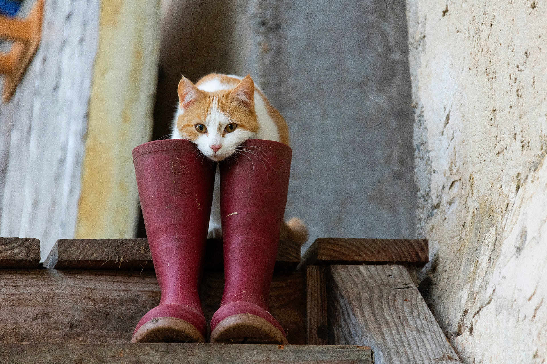 Prairie participe au concours pour gagner de l'argent avec cette photo : animal, boots, cat, closeup, curious_cat, cute, domestic_animal, feline, footwear, indoor, orange_and_white_cat, pet, quiet, red_boots, resting, rustic, still_life, texture, wall, wooden_step