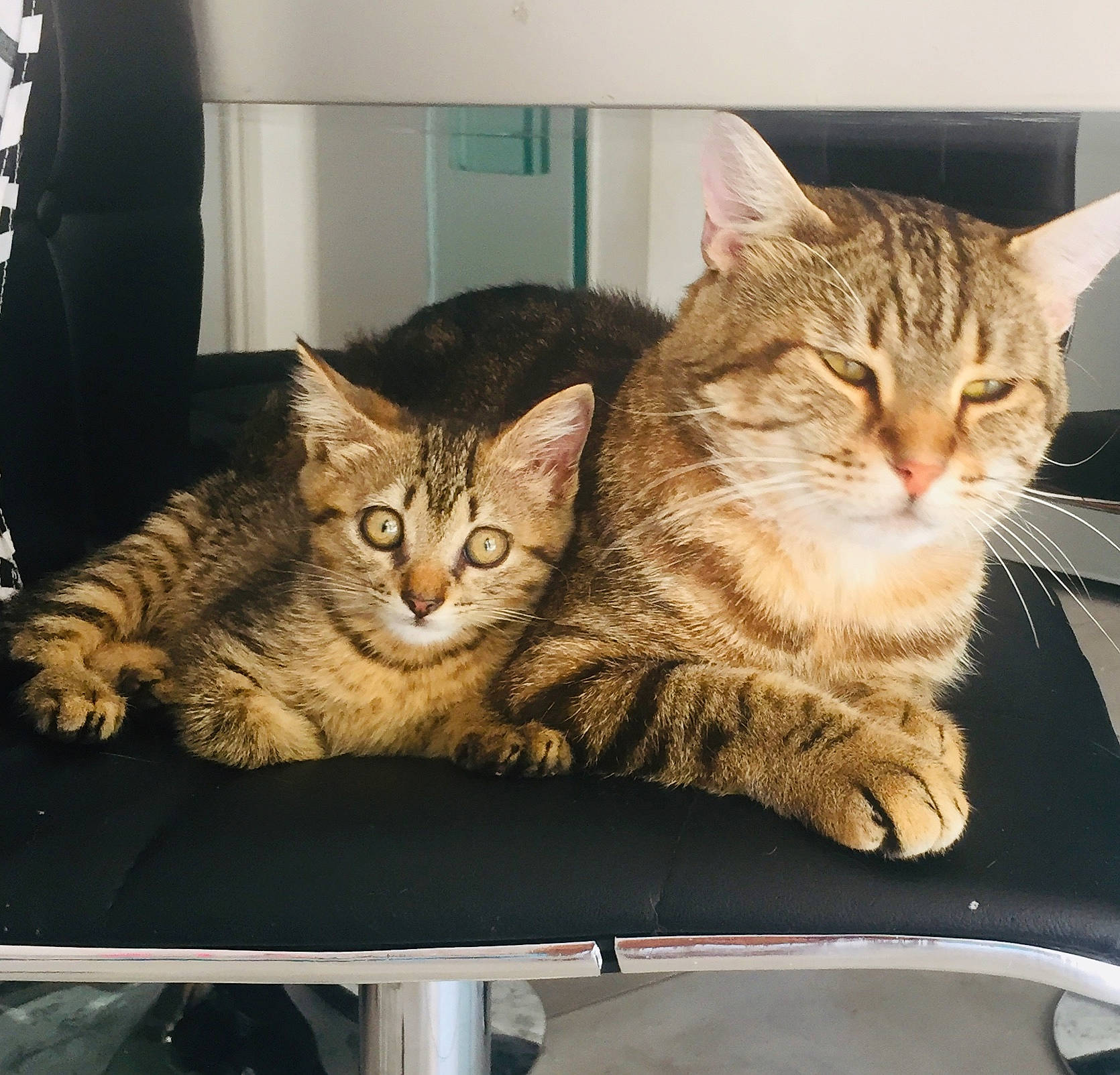 Minou  participe au concours pour gagner de l'argent avec cette photo : american_shorthair, asian, california_spangled, carnivore, cat, chair, domestic_short_haired_cat, dragon_li, european_shorthair, eye, felidae, fur, kitten, mammal, ocicat, pixie_bob, small_to_medium_sized_cats, tabby_cat, vertebrate, whiskers