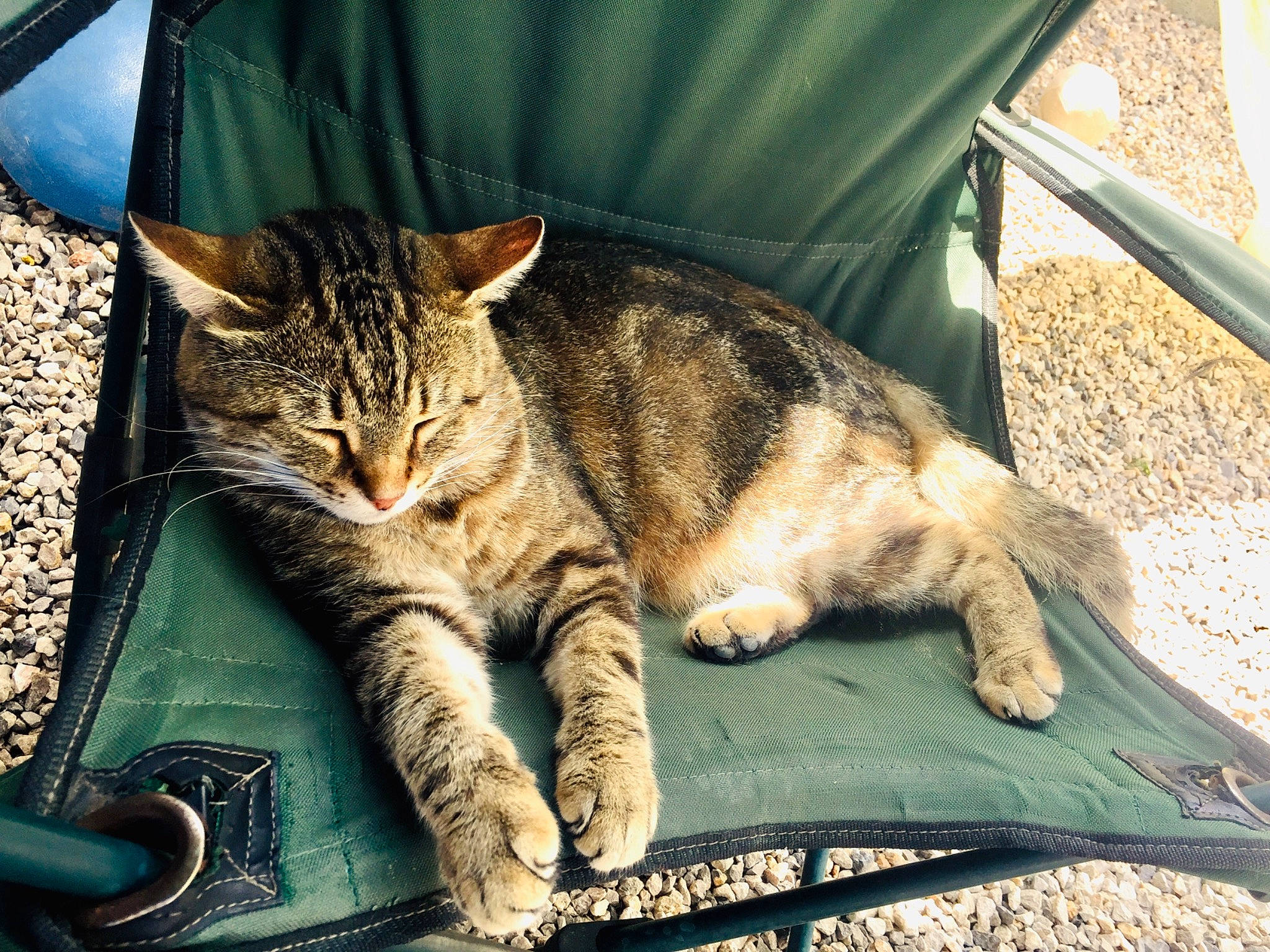Minou  participe au concours pour gagner de l'argent avec cette photo : aegean_cat, asian, california_spangled, carnivore, cat, claw, domestic_short_haired_cat, dragon_li, european_shorthair, eye, felidae, leg, mammal, nap, sitting, sleep, small_to_medium_sized_cats, tabby_cat, whiskers, wild_cat