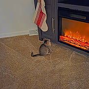 Mabel joined the competition — help win amazing prizes! animal, cabinet, carpet, cat, cozy, curious, decor, electric_fireplace, fireplace, floor, furniture, greenery, holiday_decor, home, indoor, lights, pet, stocking, tabby_cat, warm_things