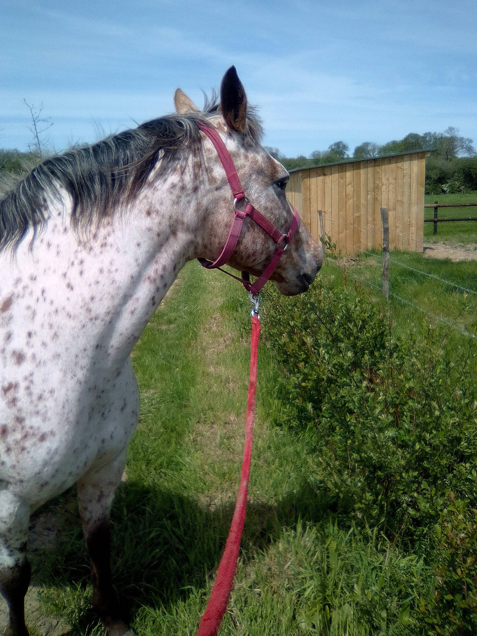 Danseuse participe au concours pour gagner de l'argent avec cette photo : bridle, grass, halter, horse, horse_tack, landscape, livestock, mammal, mane, mare, mustang_horse, pack_animal, pasture, pony, ranch, rein, snout, stallion, vertebrate, working_animal