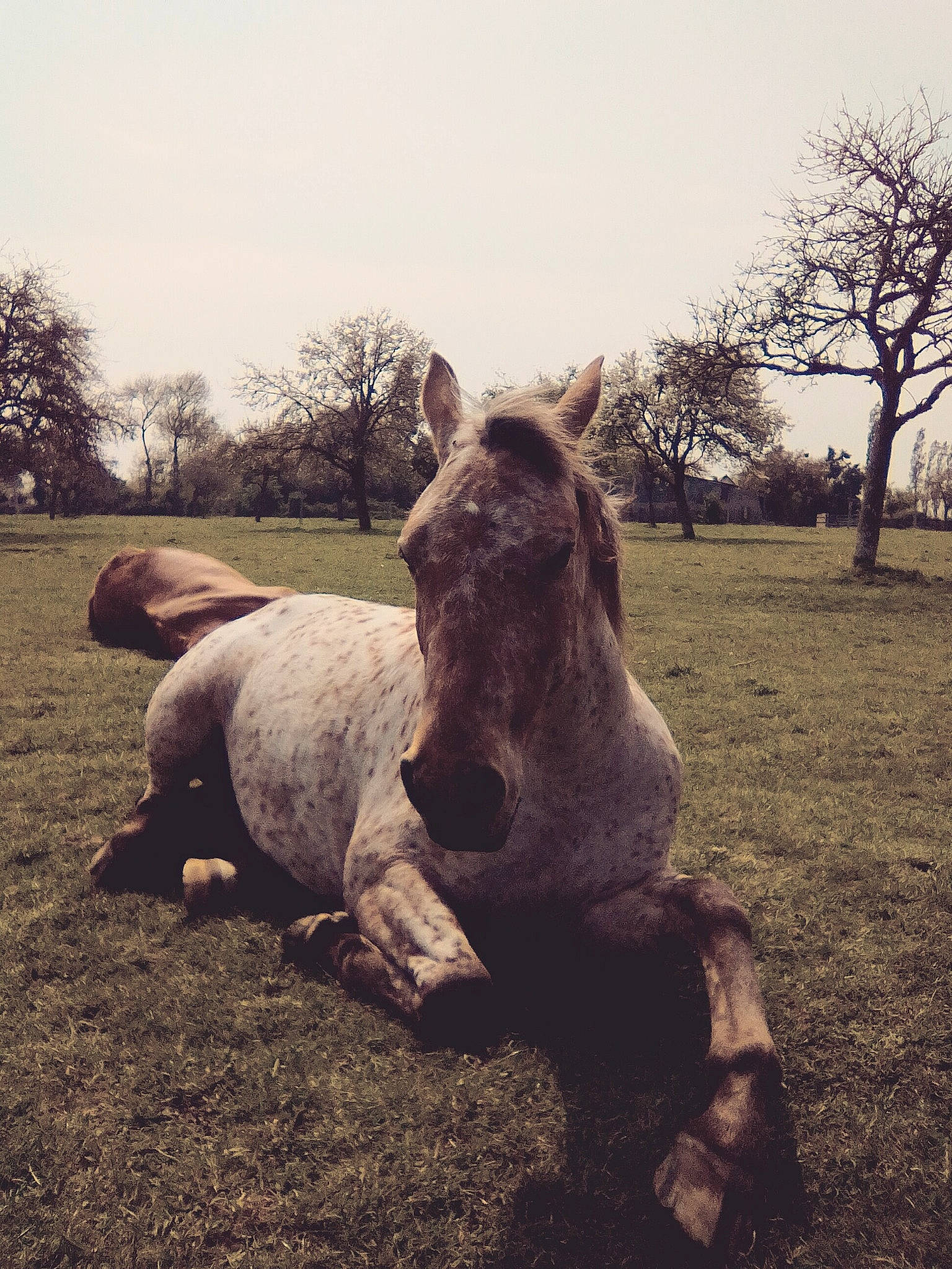 Danseuse participe au concours pour gagner de l'argent avec cette photo : black_and_white, grass, horse, landscape, monochrome, pasture, photograph, photography, plant, rhinoceros, sky, snout, style, tree