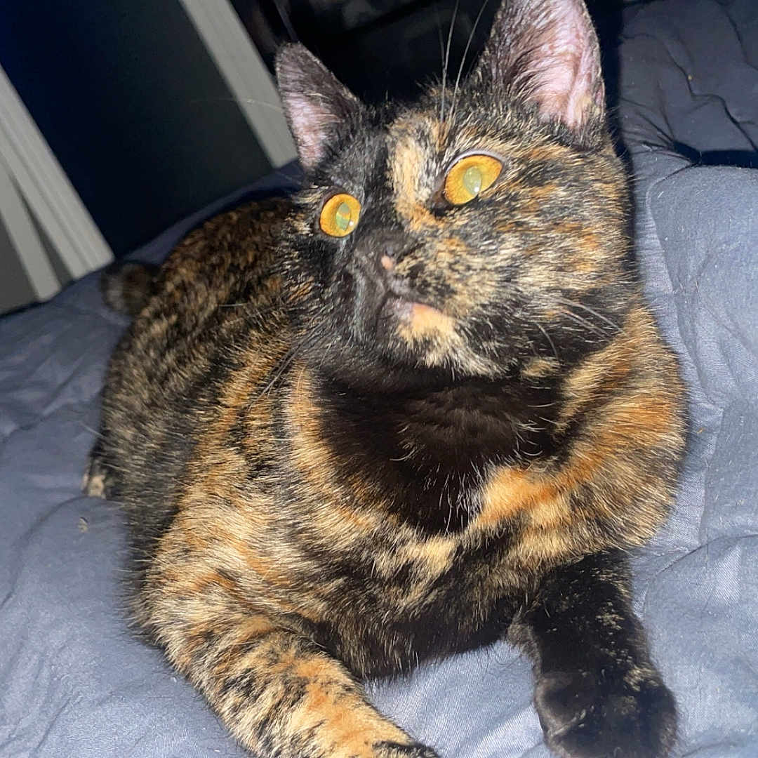 Hinnata a rejoint le concours — aidez-le/la à gagner de superbes lots ! abyssinian, animal, bed, bedroom, blanket, brasssection, cat, couch, cushion, furniture, homedecor, horn, indoors, kitten, manx, musicalinstrument, person, pet, room, sleeping