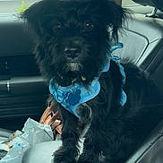 Ranger is registered to the contest to win money with this photo: animal, black_dog, blue_harness, car_interior, car_seat, companion, curious, cute, dog, domestic_animal, fur, furry, indoor, leather_seat, looking_at_camera, pet, sitting, small_dog, transportation, vehicle