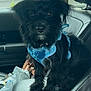 animal, black_dog, blue_harness, car_interior, car_seat, companion, curious, cute, dog, domestic_animal, fur, furry, indoor, leather_seat, looking_at_camera, pet, sitting, small_dog, transportation, vehicle