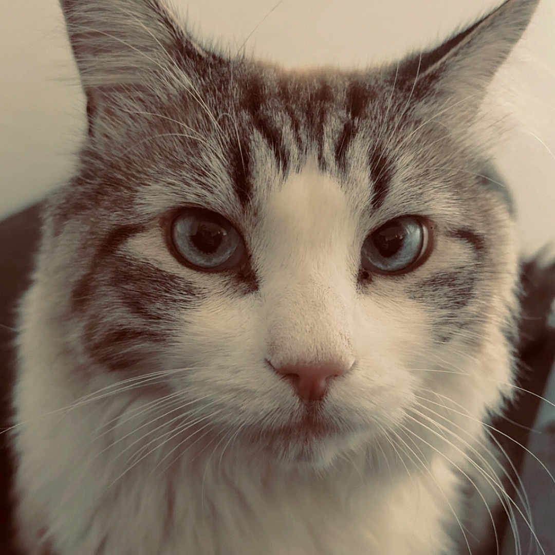 Papa joined the competition — help win amazing prizes! cat, close_up, portrait, blue_eyes, fluffy, fur, animal, pet, whiskers, face, ears, indoor, looking, feline, cute, domestic_cat, mammal, soft_light, calm, curious