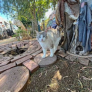 Papa is registered to the contest to win money with this photo: cat, outdoor, garden, brick, stone, dirt, scarecrow, cloth, patchwork, tree, sunlight, fence, plant, leaf, animal, pet, daylight, blue_eyes, curious, nature