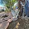 cat, outdoor, garden, brick, stone, dirt, scarecrow, cloth, patchwork, tree, sunlight, fence, plant, leaf, animal, pet, daylight, blue_eyes, curious, nature