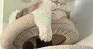 Papa is registered to the contest to win money with this photo: cat, fluffy, cat_tree, indoor, pet, relaxed, feline, animal, cozy, beige, paws, fur, resting, looking_down, sleepy, home, close_up, cute, whiskers, ears