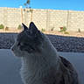 Papa is registered to the contest to win money with this photo: cat, fluffy, outdoor, porch, concrete, blue_sky, brick_wall, pet, animal, side_view, fur, whiskers, quiet, calm, daylight, nature, domestic, mammal, sitting, profile